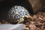 Indian star tortoise