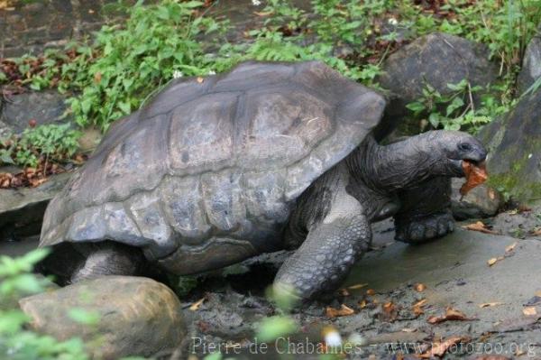 Aldabra giant tortoise