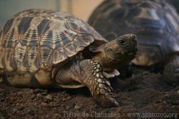 Burmese star tortoise