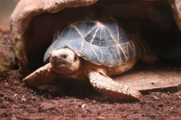 Burmese star tortoise