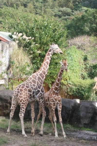 Reticulated giraffe