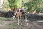 Reticulated giraffe