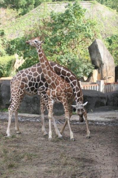 Reticulated giraffe