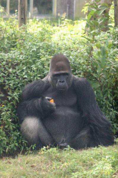 Western lowland gorilla