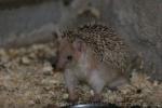 Long-eared hedgehog