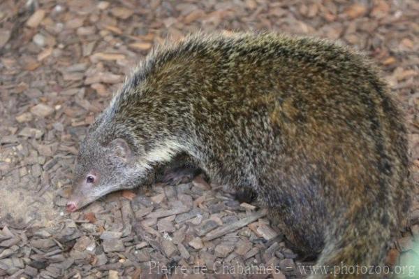 Crab-eating mongoose