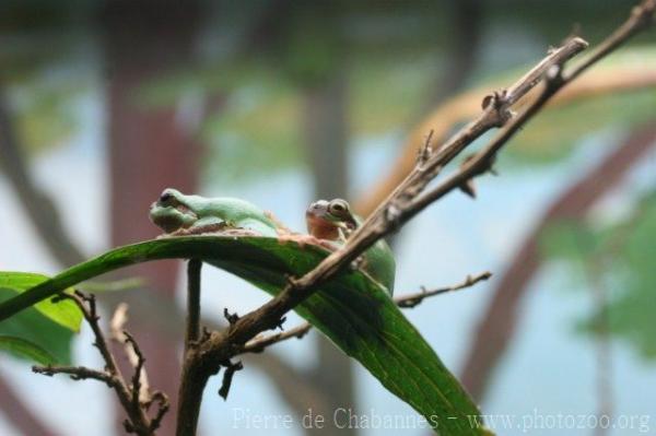 Common chinese tree frog