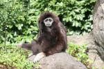 White-handed gibbon