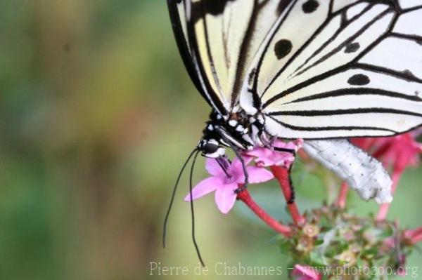 Paper kite