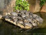 Red-eared slider