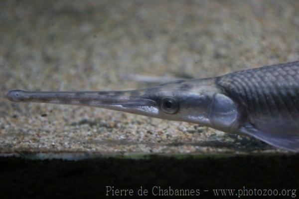 Longnose gar