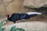 Swinhoe's pheasant