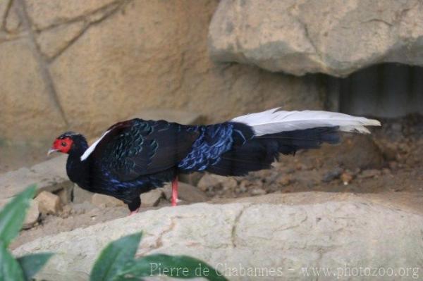 Swinhoe's pheasant