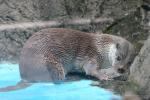 Eurasian otter