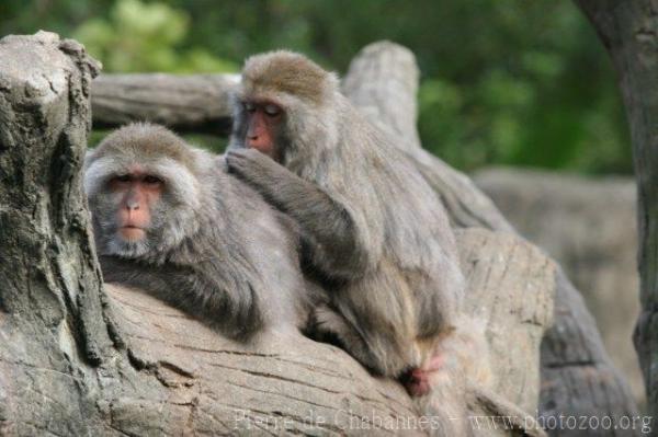 Formosan rock macaque