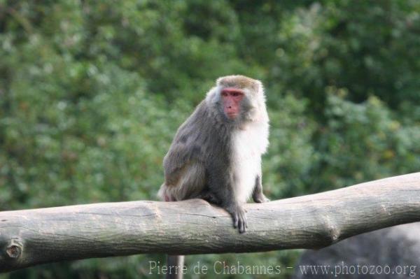 Formosan rock macaque