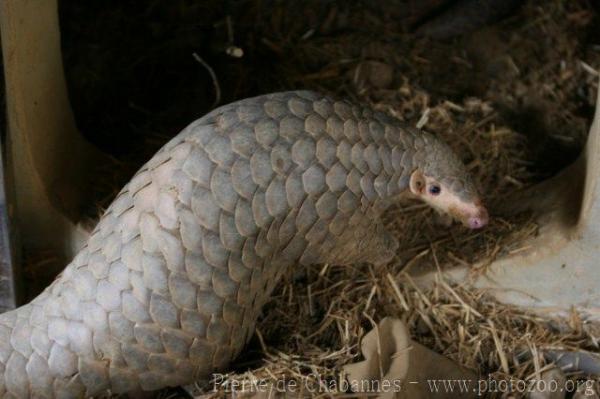 Chinese pangolin