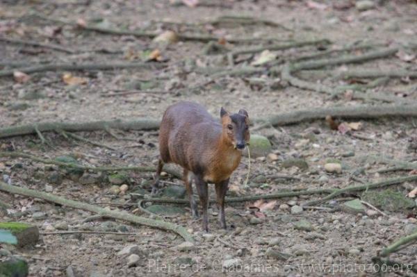 Reeves's muntjac