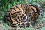 Clouded leopard