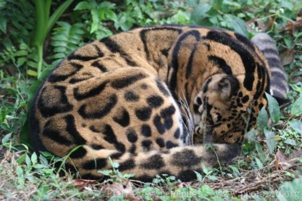 Clouded leopard