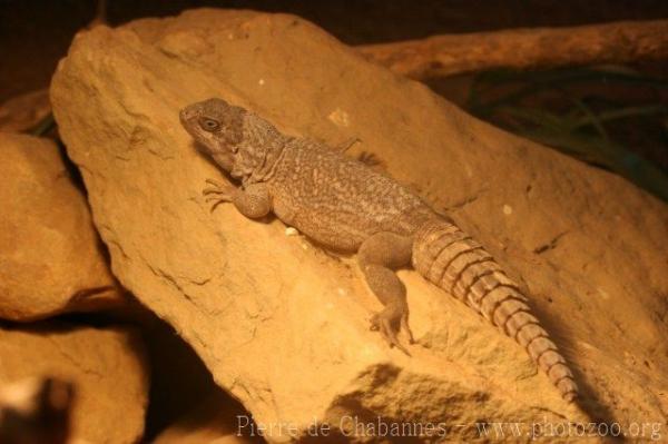 Merrem's Madagascar iguana