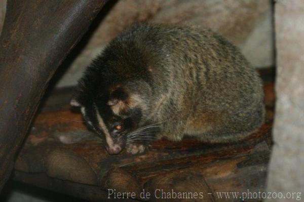 Masked palm-civet