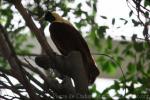 Red bird-of-paradise