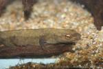 Hong Kong warty newt