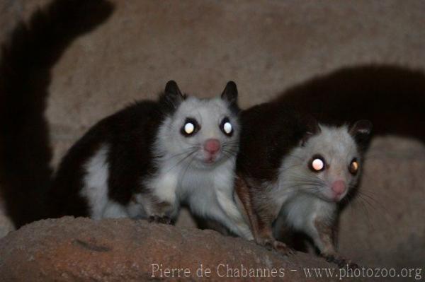 Taiwan giant flying-squirrel