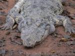 Mugger crocodile