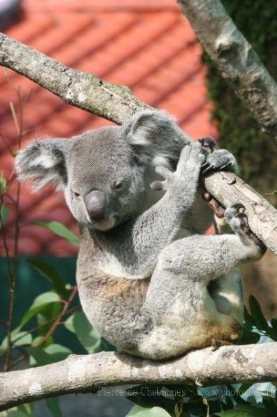 Koala