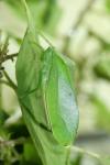 Lanyu katydid