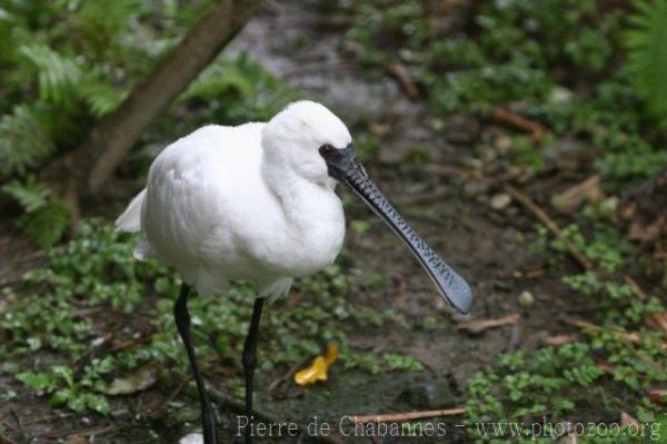 Lesser spoonbill