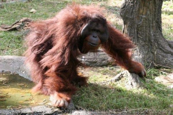 Bornean orang-utan