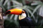 Toco toucan