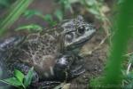 American bullfrog