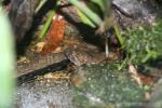 Fujian large-headed frog