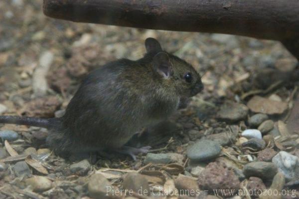 Polynesian rat