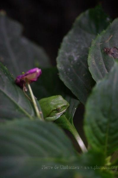 Taipei tree frog