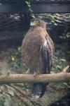 Crested serpent-eagle