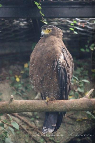 Crested serpent-eagle