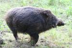 Formosan wild boar