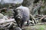 Formosan wild boar