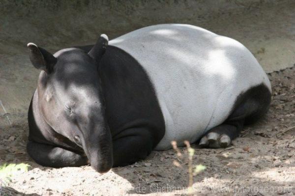 Malayan tapir