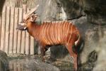 Eastern bongo