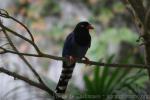 Taiwan blue magpie