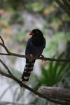 Taiwan blue magpie