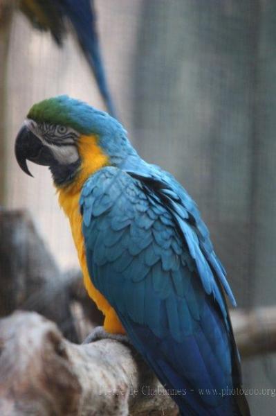 Blue-and-gold macaw