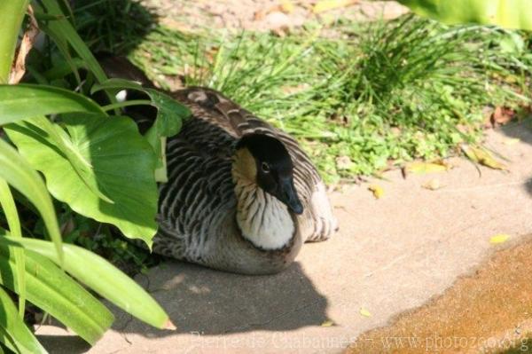 Hawaiian goose