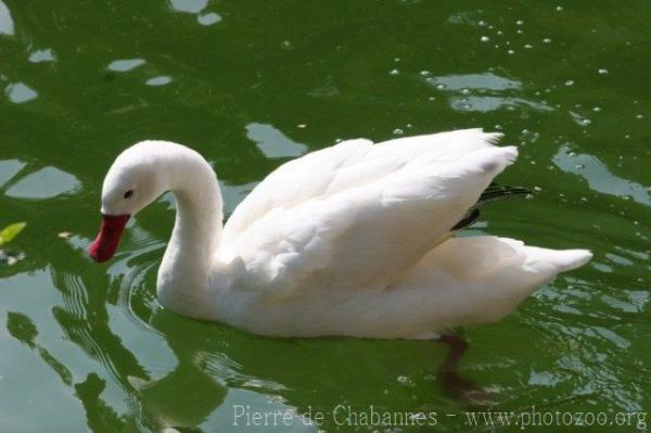 Coscoroba swan